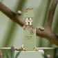 Éclaire Pistachio Lattafa – 100 ml - Línea Premium